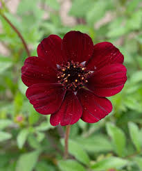 Marron Cosmos Flower Seeds