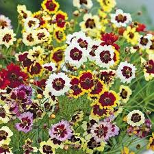 Mixed Coreopsis Flower Seeds for Planting Heirloom Non-GMO High Germination Organic Garden Seeds Easy Grow Blooms -
