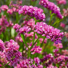 Pink Giant Statice Flower Seeds