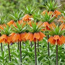Orange Fritillaria Flower Seeds for - Heirloom Non GMO Premium Garden Seeds for Planting, High Germination Outdoor Plant