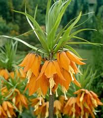 Orange Fritillaria Flower Seeds