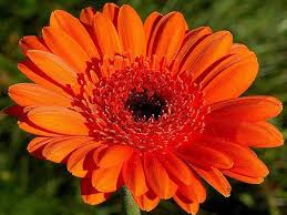 Orange Gerbera Flower Seeds – - Heirloom Non GMO Premium Garden Seeds for Planting, High Germination Outdoor Plants