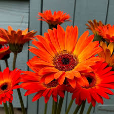 Orange Gerbera Flower Seeds – - Heirloom Non GMO Premium Garden Seeds for Planting, High Germination Outdoor Plants