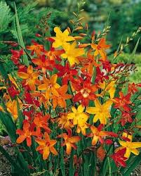 Mixed Crocosmia Flower Seeds