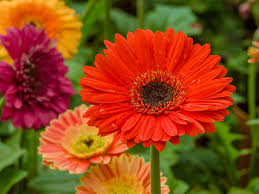 Orange Gerbera Flower Seeds – - Heirloom Non GMO Premium Garden Seeds for Planting, High Germination Outdoor Plants