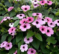 Pink Thunbergia Flower Seeds Heirloom - Heirloom Non GMO Premium Garden Seeds for Planting, High Germination Outdoor Pla