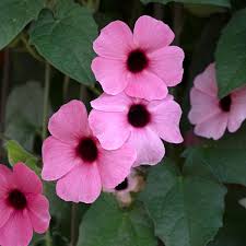 Pink Thunbergia Flower Seeds