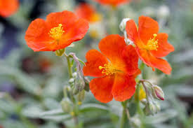 Orange Helianthemum Flower Seeds for - Heirloom Non GMO Premium Garden Seeds for Planting, High Germination Outdoor Plan