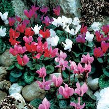 Mixed Cyclamen Flower Seeds for Planting Heirloom Non-GMO High Germination Organic Garden Seeds Colorful Blooms -