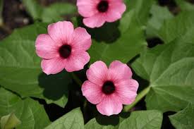Pink Thunbergia Flower Seeds Heirloom - Heirloom Non GMO Premium Garden Seeds for Planting, High Germination Outdoor Pla