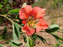 Red Bauhinia Galpinii Orchid Flower Seeds Easy Grow Blossoms for Home Garden Decoration Heirloom Non-GMO Seeds...