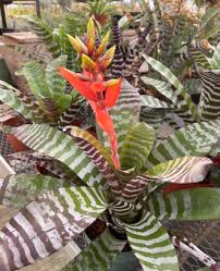 Red Aechmea chantinii Flower Seeds