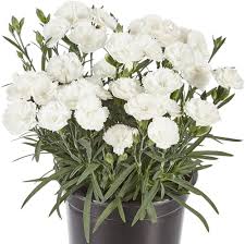 White Dianthus Flower Seeds - Heirloom, Non-GMO, High Germination Flower Seeds for Planting