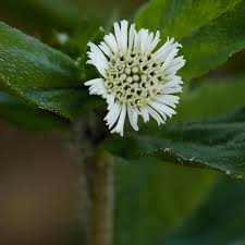 White Bhringraj Flower Seeds