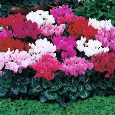Mixed Cyclamen Flower Seeds
