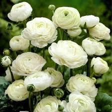 White Asiaticus Flower Seeds
