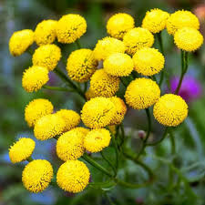 Yellow Immortelle Flower Seeds Rare Blooming Plants for Balcony and Patio Gardening Colorful Garden Heirloom Non-GMO...