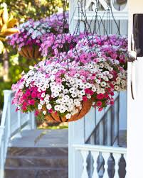 Pink White Petunia Flower Seeds
