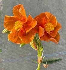 Orange Helianthemum Flower Seeds for - Heirloom Non GMO Premium Garden Seeds for Planting, High Germination Outdoor Plan