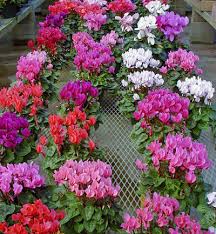 Mixed Cyclamen Flower Seeds
