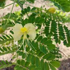 White Caesalpinia Flower Flower Seeds - Heirloom Non GMO High Germination Organic Garden Planting Seeds