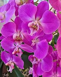 Mixed Phalaenopsis Orchid Flower Seeds