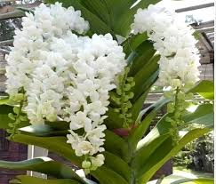 Phalaenopsis Orchid Flower Seeds for Planting Heirloom Non-GMO High Germination Organic Garden Seeds for Vibrant Backyar