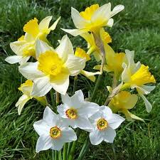 Mixed Daffodil Flower Seeds – Heirloom, Non-GMO, High Germination Seeds - Heirloom Non GMO High Germination Organic