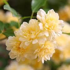 Rosa Banksia Flower Seeds