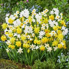 Mixed Daffodil Flower Seeds