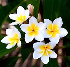White Yellow Plumeria Premium Floral