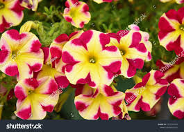 Pink Yellow Petunia Flower Seeds