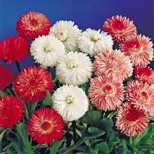 Mixed Daisy Flower Seeds for Planting Heirloom Non-GMO High Germination Organic Garden Seeds Easy Grow Blooms -