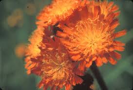 Orange Hieracium Aurantiacum Flower Seeds - Heirloom Non GMO Premium Garden Seeds for Planting, High Germination Outdoor