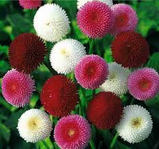 Mixed Daisy Flower Seeds for Planting Heirloom Non-GMO High Germination Organic Garden Seeds Easy Grow Blooms -