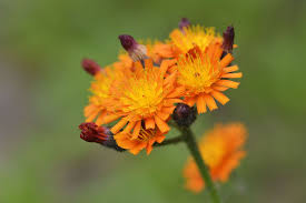 Orange Hieracium Aurantiacum Flower Seeds