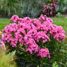 Pink Phlox Flower Seeds Heirloom - Heirloom Non GMO Premium Garden Seeds for Planting, High Germination Outdoor Plants