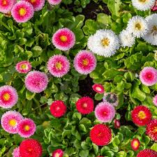 Mixed Daisy Flower Seeds