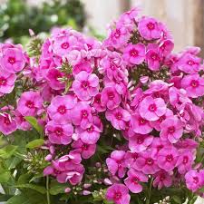 Pink Phlox Flower Seeds