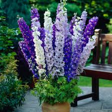 Mixed Delphinium Flower Seeds – Heirloom Non-GMO High Germination Seeds - Heirloom Non GMO High Germination Organic