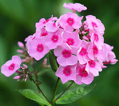 Pink Phlox Flower Seeds Heirloom Non-GMO High Germination Organic Garden Seeds for Planting Decorative Gardens