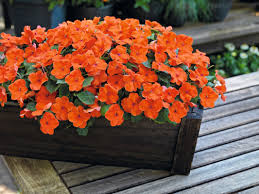Orange Impatiens Flower Seeds for - Heirloom Non GMO Premium Garden Seeds for Planting, High Germination Outdoor Plants