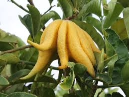 yellow finger citron fruit for planting Fruit Seeds