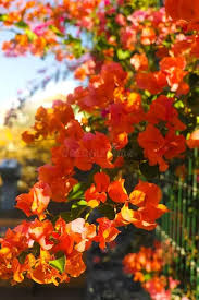 Orange Bougainvillea Flower Seeds for Planting Heirloom Non-GMO High Germination Organic Garden Seeds - Heirloom Non