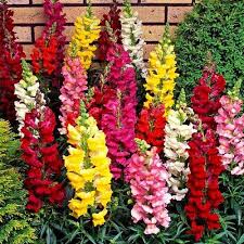 Mixed Antirrhinum Flower Seeds Exotic Flowering Plants Heirloom Non-GMO High Germination Organic Garden Seeds -