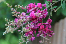 Lespedeza Flower Seeds