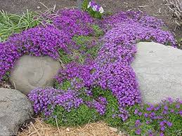 Red Red Aubrieta Cascade Flower Fresh Planting Aubrieta Cascade Flowers Flower Seeds Home Garden Seeds for Planting