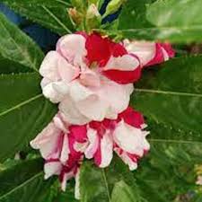 Red Balsam Flower Flower Seeds - Heirloom Non GMO High Germination Organic Garden Planting Seeds