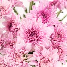 Pink Chrysanthemum Flower Seeds