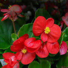 Red Begonia Flower Seeds